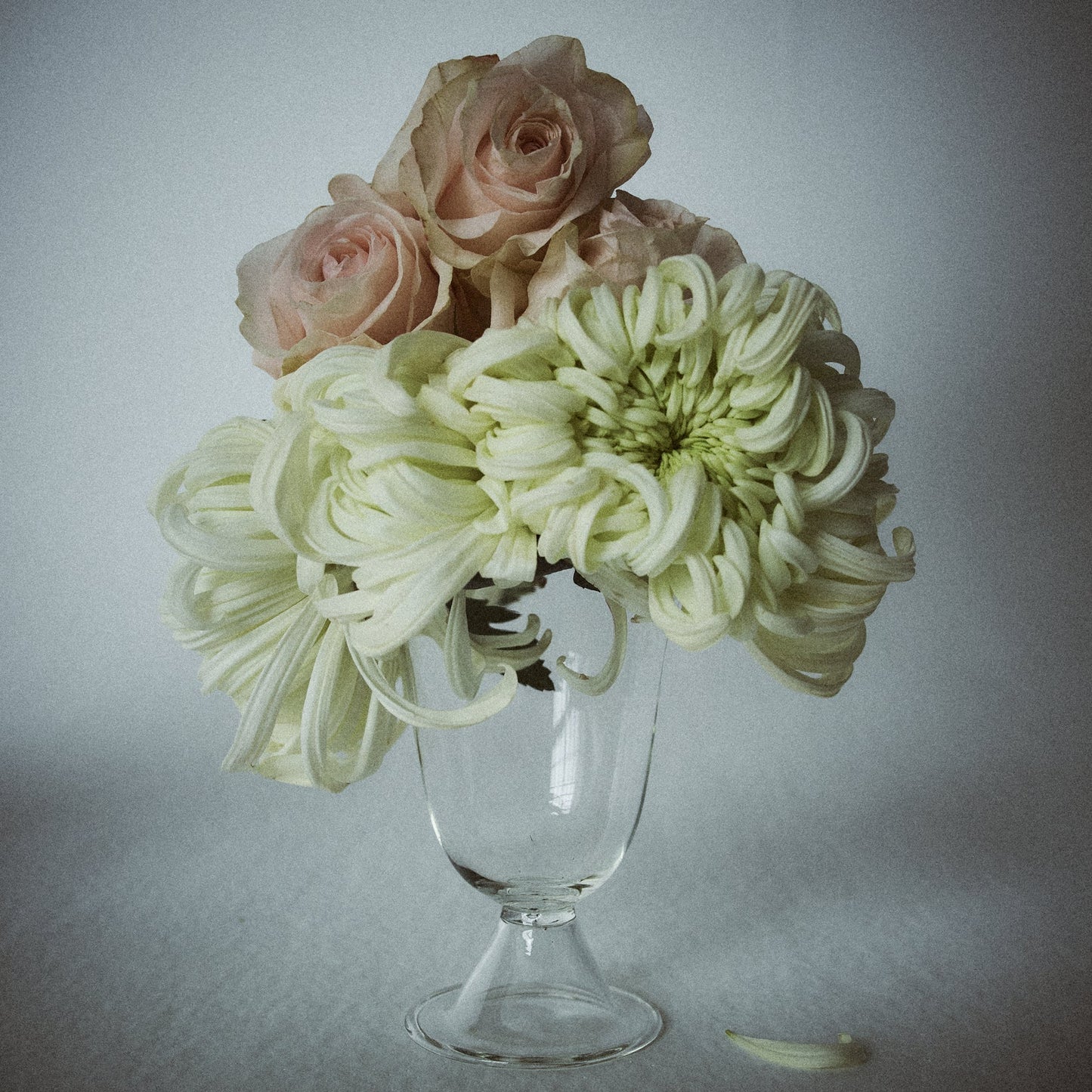 alban vase poppy
