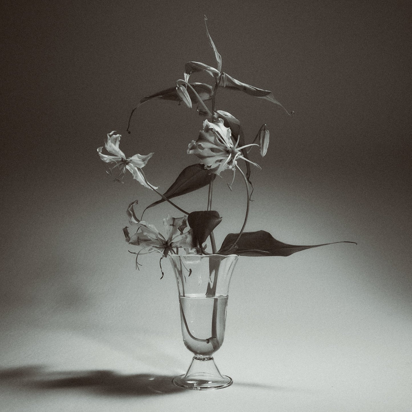 alban vase tulip